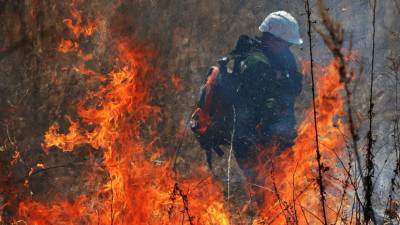 В Авиалесоохране назвали площадь лесных пожаров в России