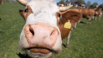 В Дагестане появилась штрафстоянка для коров
