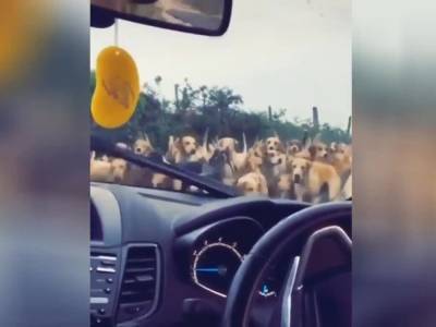 Дорогу автомобилю преградила «река собак»: забавное видео