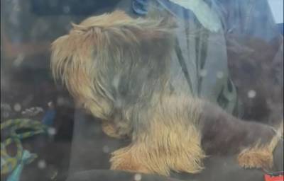Мужчина разбил окно автомобиля ради спасения собаки от жары