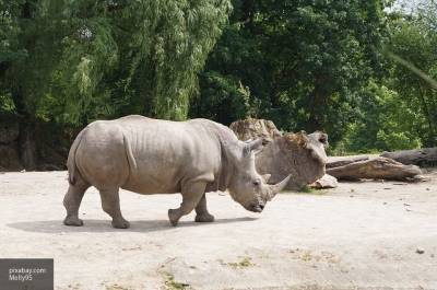 Ученые рассказали, почему вымерли шерстистые носороги