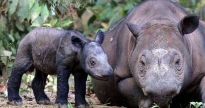 Исследователи собираются "воскресить" вид вымерших носорогов