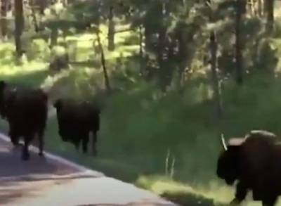 В Южной Дакоте бизон напал на 54-летнюю женщину