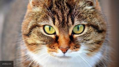 Ветеринар рассказал о защите котов от палящего солнца
