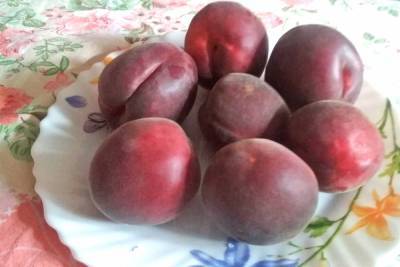 «Дитя случайности»: о черном абрикосе рассказал агроном из Волгограда