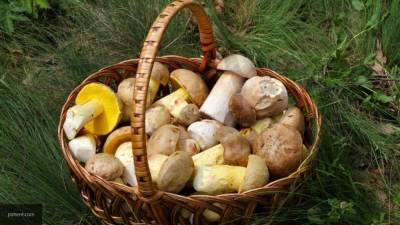 Названы самые лучшие для сбора грибов города Подмосковья