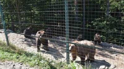 На реабилитацию на Закарпатье приехало еще двое медведей