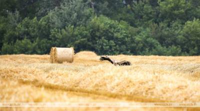 В Беларуси убрано более 80% зерновых и зернобобовых культур