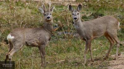 Двое браконьеров задержаны за отстрел косуль в Новосибирской области