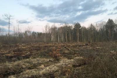 На Украине продолжаются масштабные незаконные вырубки леса