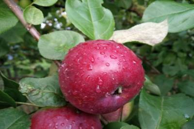 Тульский агроном назвал лучшие сорта яблонь и груш для региона