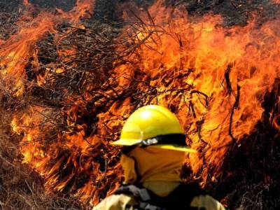 В США продолжают гореть леса Калифорнии: под угрозой 5 тысяч домов
