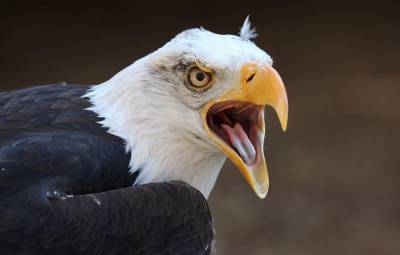 В США белоголовый орлан напал на правительственный беспилотник