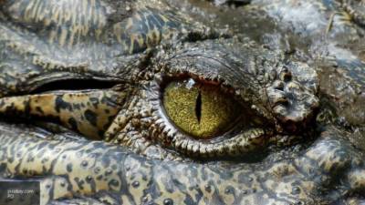 Ученые США: рацион древнего крокодила составляли динозавры