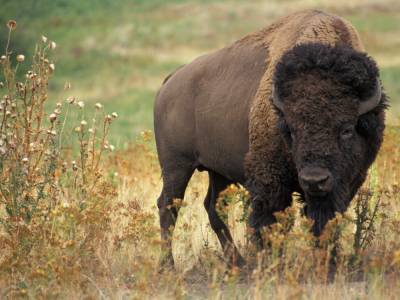 Джон Рид - Животное сорвало с несчастной штаны: В США бизон напал на женщину - golos.ua - США - штат Айова - штат Южная Дакота