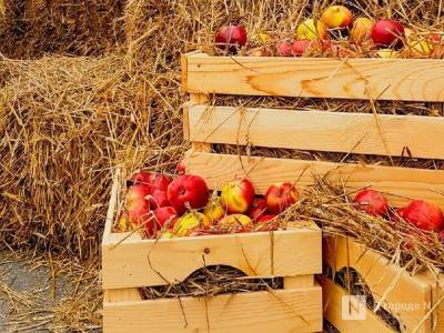 Яблоки, лук и яйца подешевели в Нижегородской области
