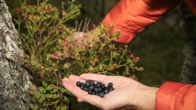 «Тихая охота»: Эксперт предупредил об опасности сбора лесных ягод