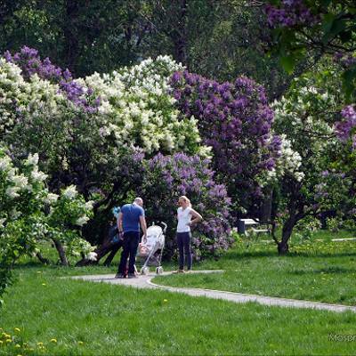 В Сокольниках для посетителей снова открыт Сиреневый сад