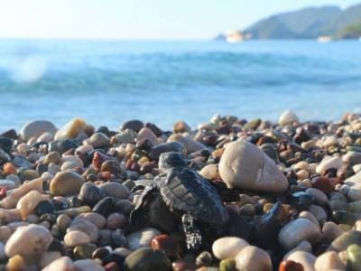 10 тысяч тонн песка: В Турции на пляже появились уникальные скульптуры