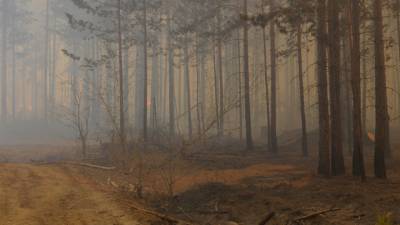 Пожары в лесах: ситуация в Иркутской области и Красноярском крае