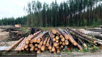Российский лес стоит дороже отечественной нефти