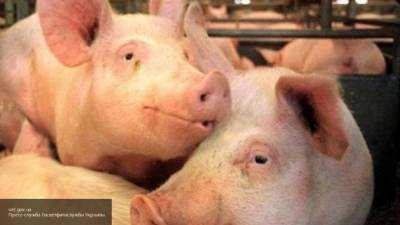 Более 10 свиней и 6 индюков сгорели на частной ферме в Тавде
