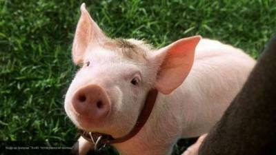 Шесть индюков и 12 свиней заживо сгорели в Свердловской области
