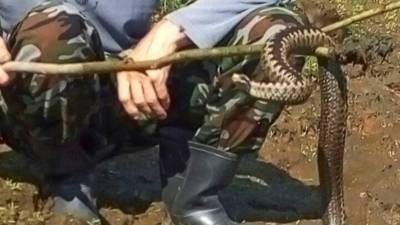 Тюменцы снова пишут о встрече со змеей
