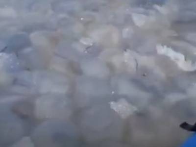 Море превратилось в «желе»: пугающее скопление медуз увидели в Бердянске