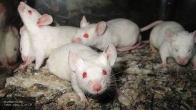 Российские подопытные мыши помогли ученым в поиске лекарства от деменции