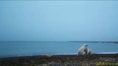 Ссора на мысе Желания: как два медведя повздорили из-за добычи в нацпарке «Русская Арктика»