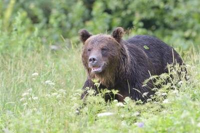 Видео жестокой расправы над медведем в Бурятии попало в Сеть