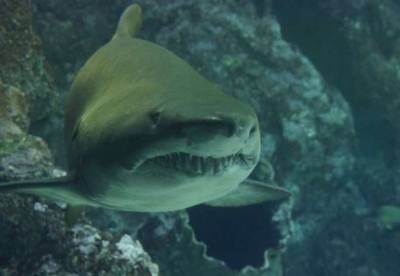 Ученые обнаружили мутировавших акул в кратерах вулканов