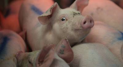 В Украине ожидается падение цен на свинину – прогноз