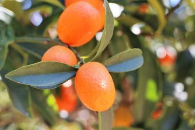 Специалисты назвали экзотический фрукт, способный бороться с раком