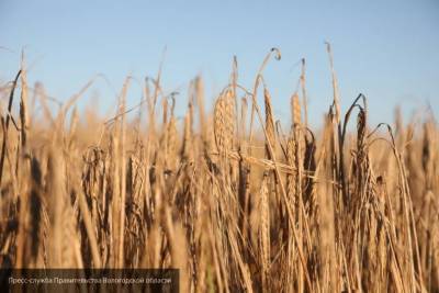 В США предсказали крупнейший урожай российской пшеницы