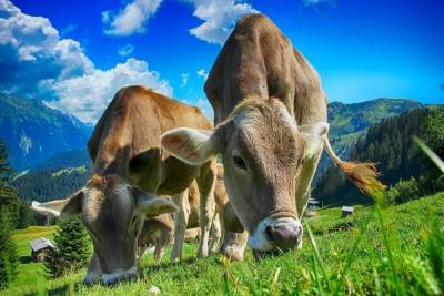 В Британии навоз коров стал частью национальной газотранспортной системы