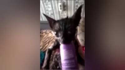 Смоленская полиция заинтересовалась информацией о живодере, искупавшем котенка в кипятке