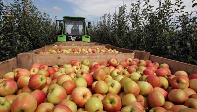 Жителям ОРДО предлагают работу на сборе яблок в РФ