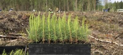 Комбинат в Карелии высадил более 29 тысяч сосен