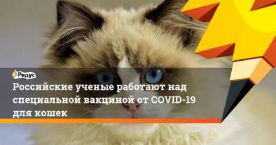 Российские ученые работают над специальной вакциной от COVID-19 для кошек