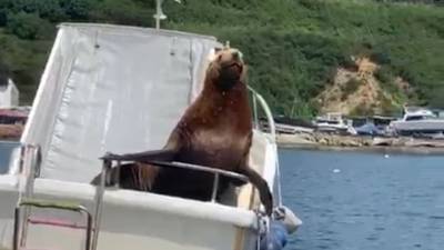 Жители Владивостока запечатлели отдыхающего на катере тюленя