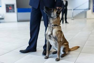 Аэропорт Дубая начал использовать собак для обнаружения заразившихся коронавирусом