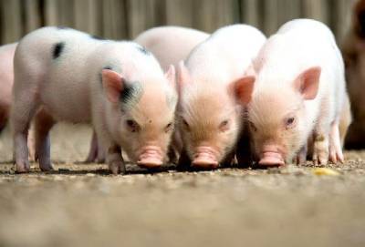 У границ Смоленской области выявили 2 вспышки африканской чумы свиней