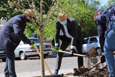 "Это знак": что произошло с деревьями, которые посадил Труханов в центре Одессы, фото