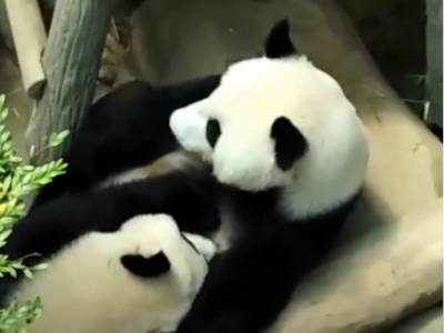 В Сети умилились от нежной сцены общения самца и самки панды