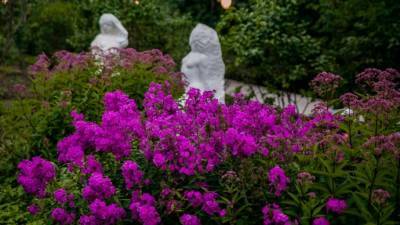 В парке «Сокольники» открылся обновленный Сиреневый сад