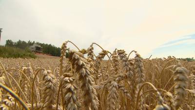Белорусские аграрии намолотили более 7 млн тонн зерна