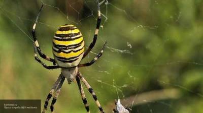 Укус ядовитого паука вызвал отек легких у женщины на Кубани