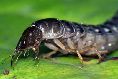 Чужой, но не опасный: напугавшее костромичей существо оказалось личинкой жука-плавунца